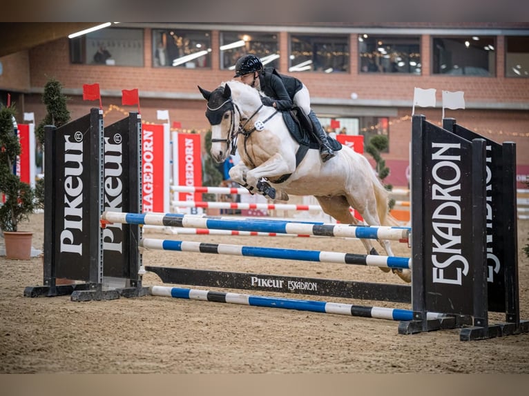 Niemiecki kuc wierzchowy Wałach 10 lat 144 cm Izabelowata in Paderborn