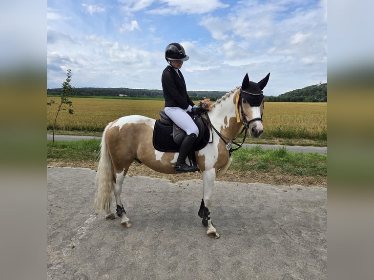 Niemiecki kuc wierzchowy Wałach 10 lat 144 cm Izabelowata in Paderborn