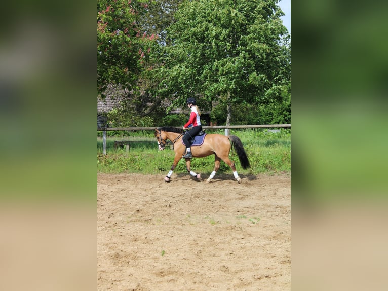 Niemiecki kuc wierzchowy Wałach 10 lat 145 cm Bułana in Dobersdorf