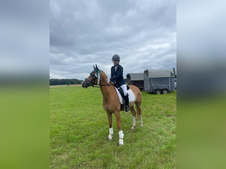 Niemiecki kuc wierzchowy Wałach 10 lat 146 cm Bułana in Bremen