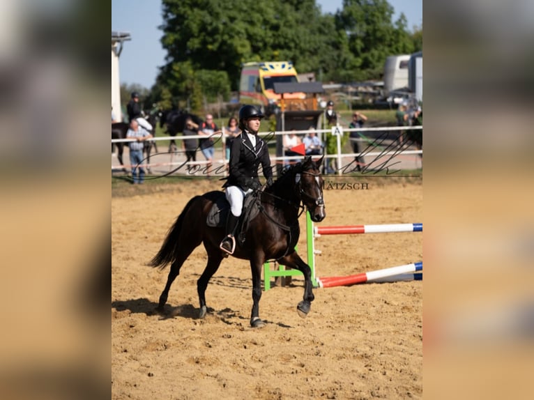 Niemiecki kuc wierzchowy Wałach 10 lat 147 cm Ciemnogniada in Giersleben