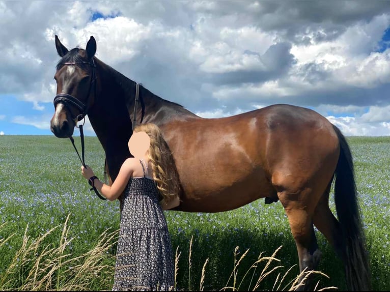 Niemiecki kuc wierzchowy Wałach 10 lat 147 cm Ciemnogniada in Giersleben
