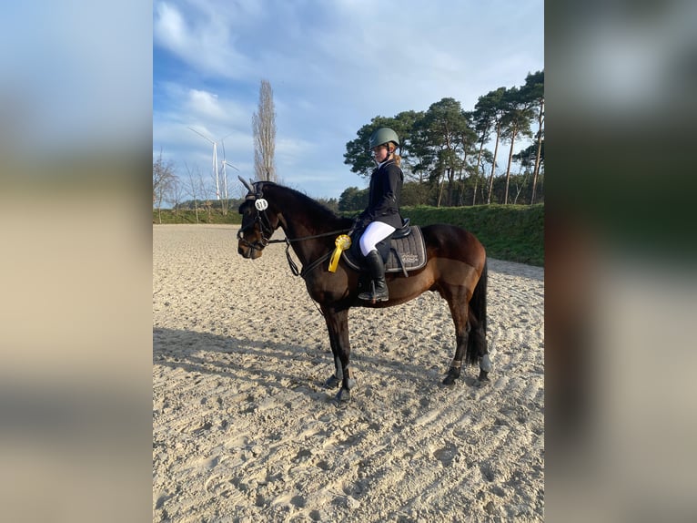 Niemiecki kuc wierzchowy Wałach 10 lat 147 cm Ciemnogniada in Giersleben