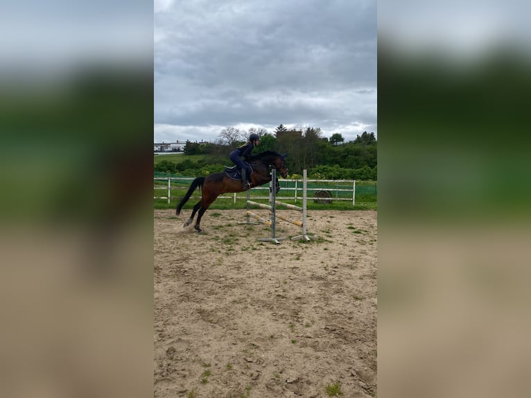Niemiecki kuc wierzchowy Wałach 10 lat 147 cm Ciemnogniada in Giersleben