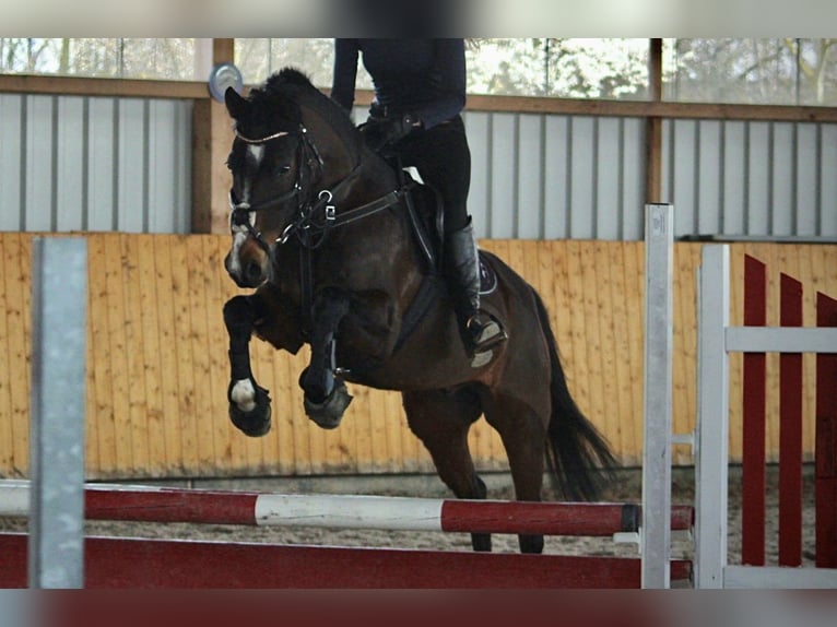 Niemiecki kuc wierzchowy Wałach 10 lat 147 cm Ciemnogniada in Giersleben