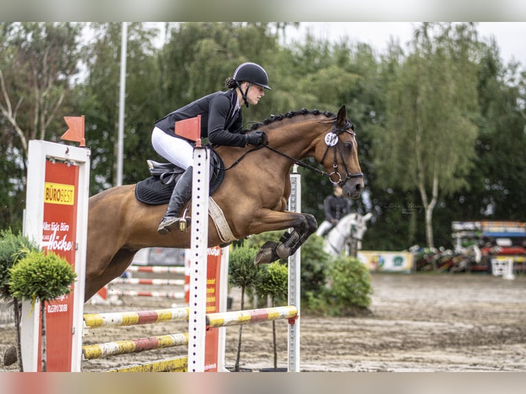 Niemiecki kuc wierzchowy Wałach 10 lat 147 cm Gniada in Lüdinghausen