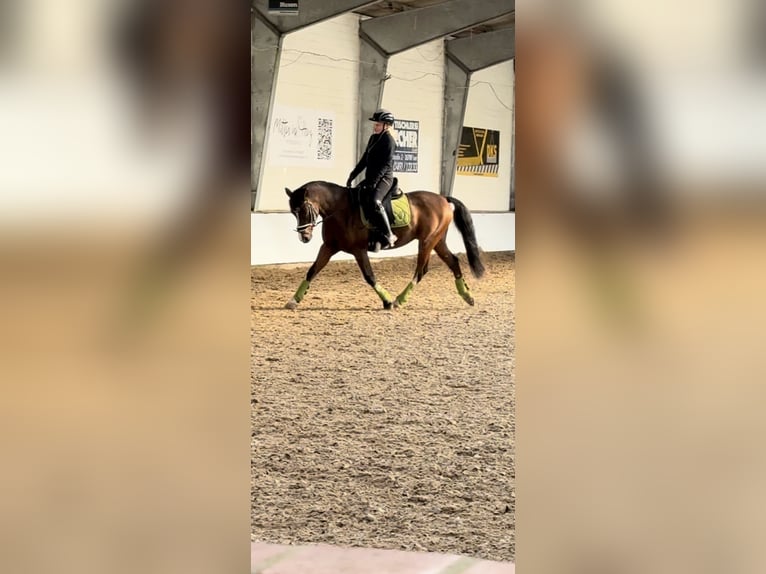 Niemiecki kuc wierzchowy Wałach 10 lat 147 cm Gniada in Zetel