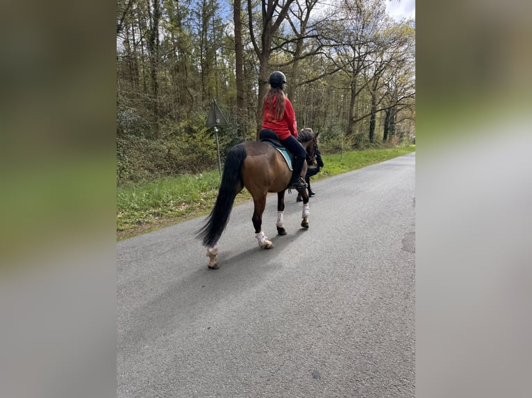 Niemiecki kuc wierzchowy Wałach 10 lat 147 cm Gniada in Zetel