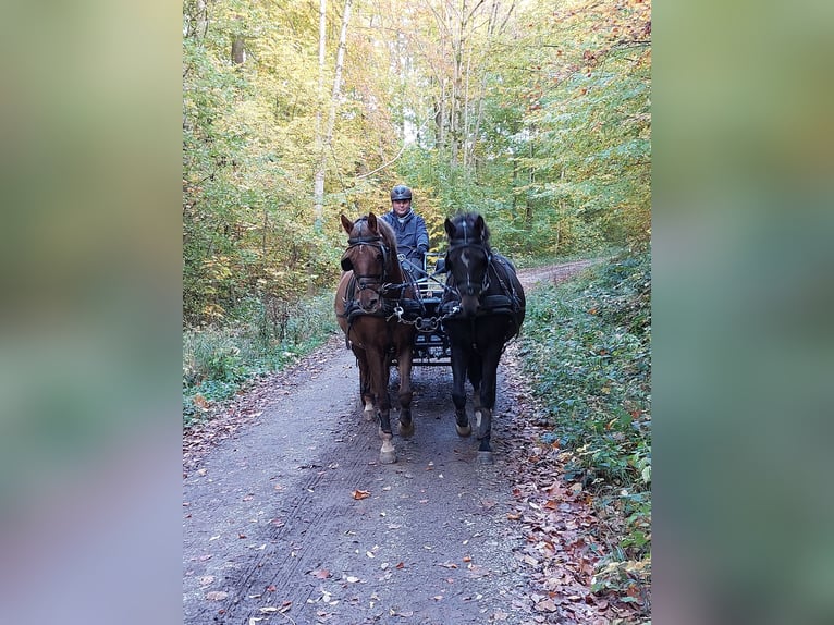 Niemiecki kuc wierzchowy Wałach 10 lat 147 cm Skarogniada in Landolfshausen OT Mackenrode