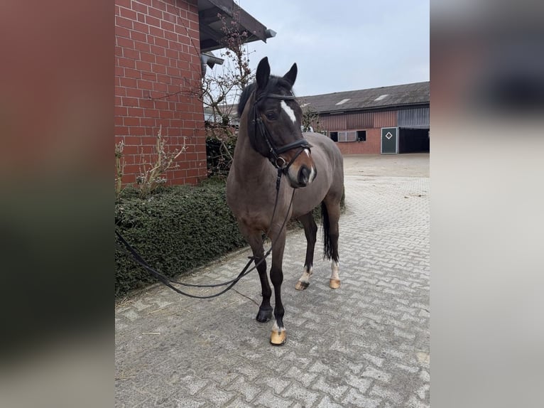 Niemiecki kuc wierzchowy Wałach 10 lat 148 cm Ciemnogniada in Senden