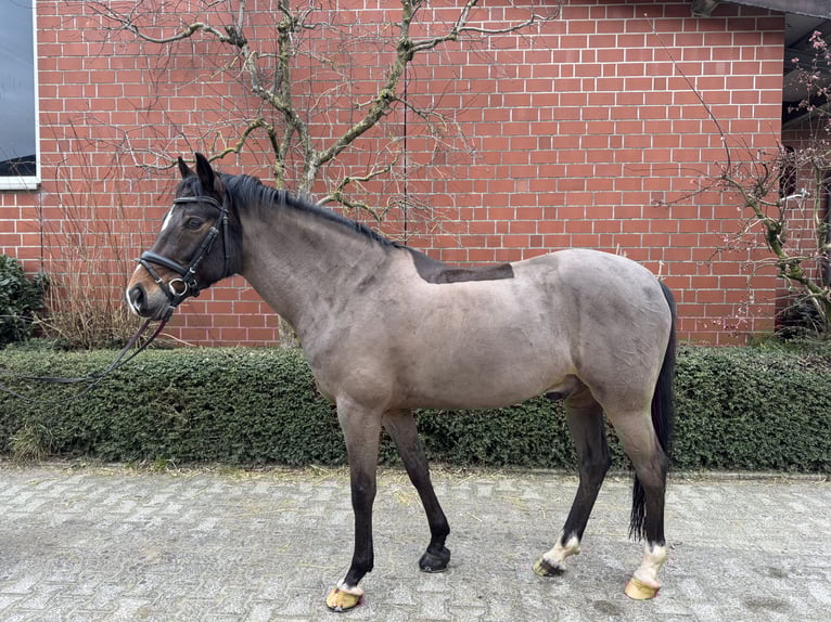 Niemiecki kuc wierzchowy Wałach 10 lat 148 cm Ciemnogniada in Senden