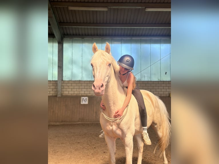 Niemiecki kuc wierzchowy Wałach 10 lat 148 cm Cremello in Neustadt (Dosse)