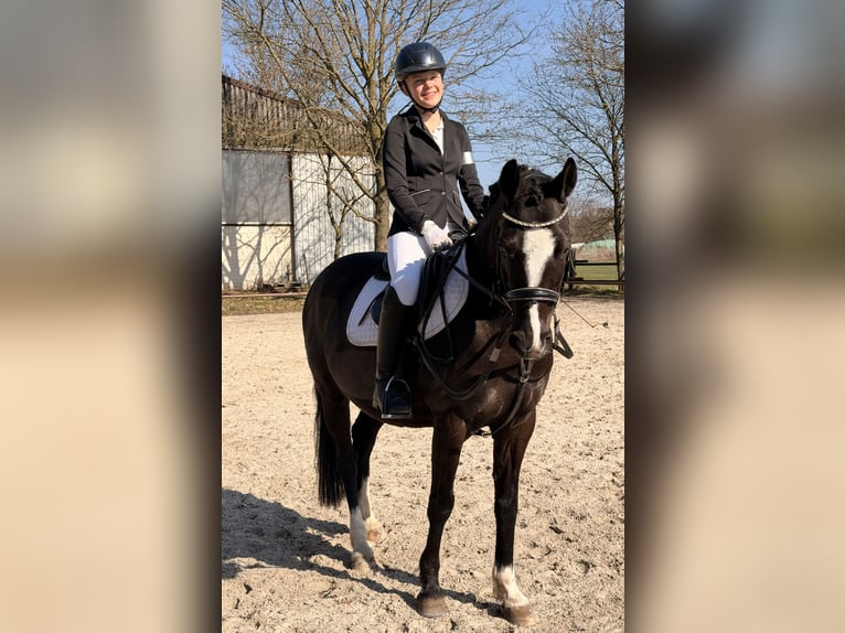 Niemiecki kuc wierzchowy Wałach 10 lat 148 cm Kara in Isernhagen