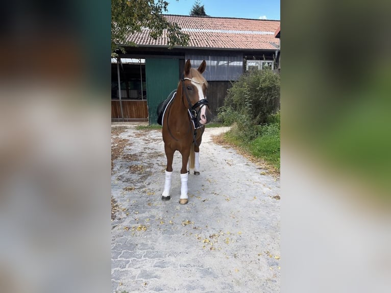 Niemiecki kuc wierzchowy Wałach 10 lat 148 cm Kasztanowata in Fuldabr&#xFC;ck