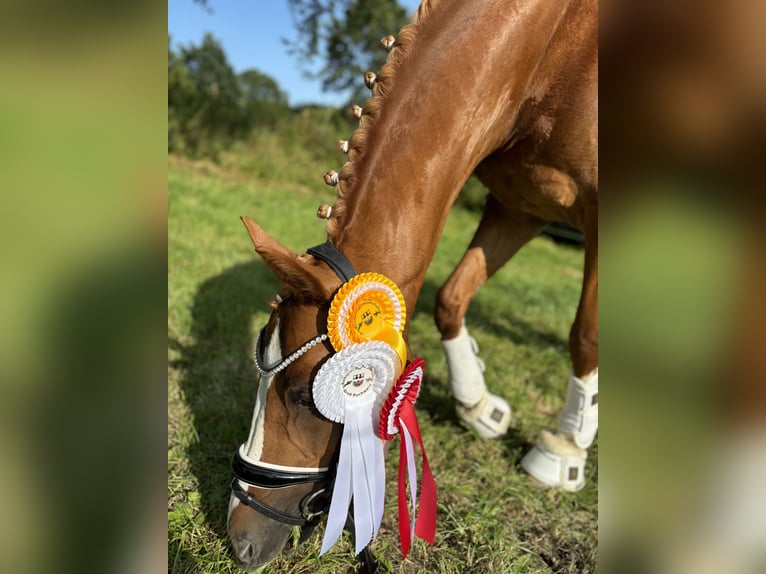 Niemiecki kuc wierzchowy Wałach 10 lat 148 cm Kasztanowata in Schmalfeld
