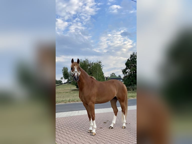 Niemiecki kuc wierzchowy Wałach 10 lat 148 cm Kasztanowata in Schmalfeld