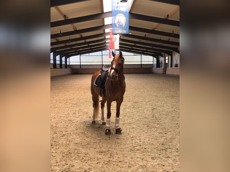 Niemiecki kuc wierzchowy Wałach 10 lat 148 cm Kasztanowata in Schmalfeld