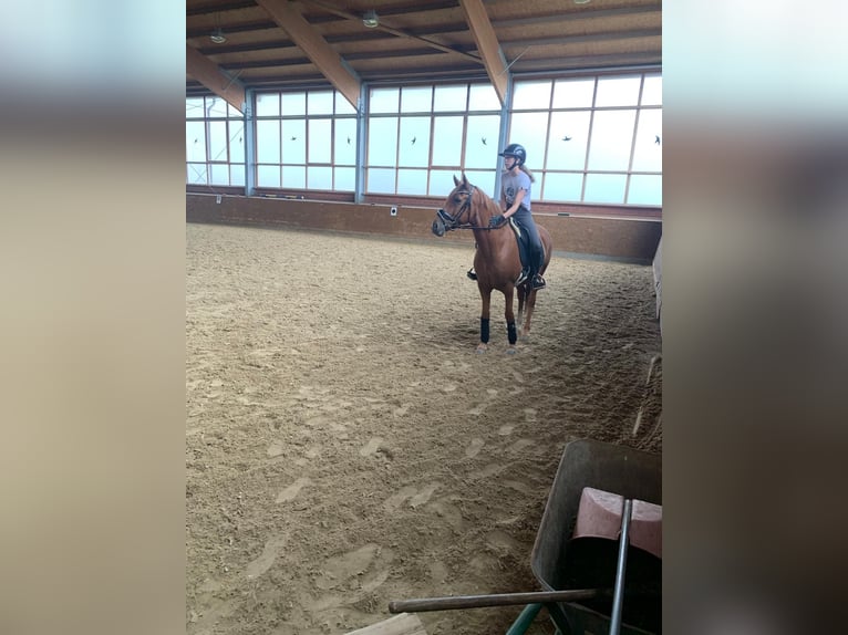 Niemiecki kuc wierzchowy Wałach 10 lat 148 cm Kasztanowata in Swisttal