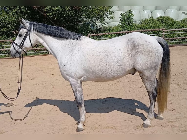 Niemiecki kuc wierzchowy Wałach 10 lat 148 cm Siwa in Drochtersen