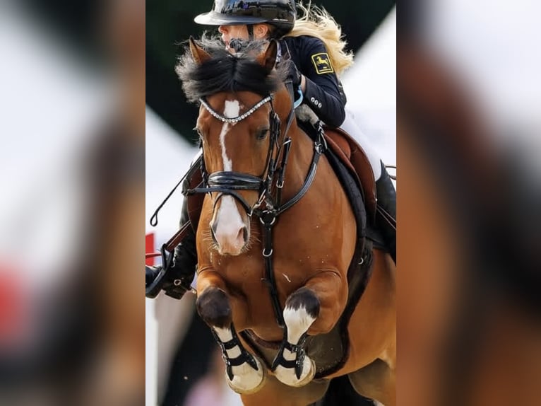 Niemiecki kuc wierzchowy Wałach 10 lat 148 cm Siwa in Rodewald