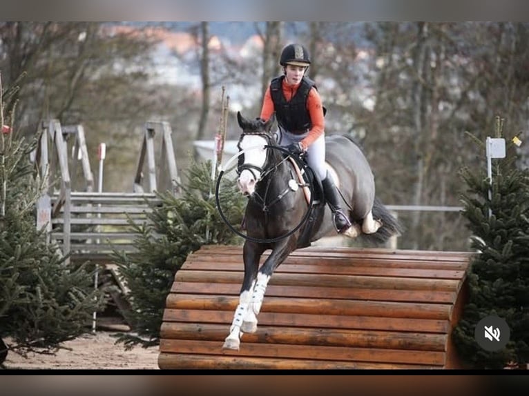 Niemiecki kuc wierzchowy Wałach 10 lat 149 cm Skarogniada in Bad Homburg vor der Höhe