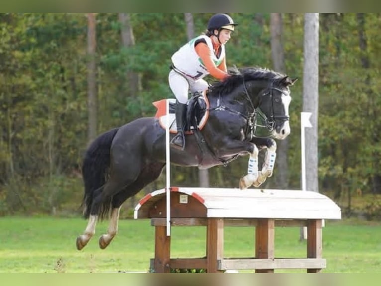 Niemiecki kuc wierzchowy Wałach 10 lat 149 cm Skarogniada in Bad Homburg