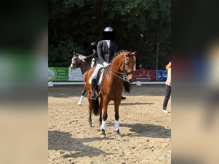 Niemiecki kuc wierzchowy Wałach 10 lat 151 cm Gniada in K&#xF6;ln
