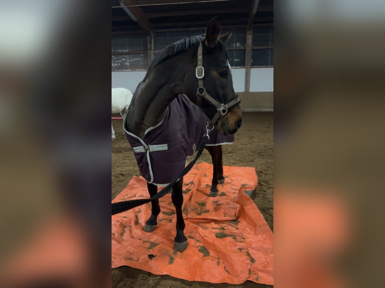 Niemiecki kuc wierzchowy Wałach 10 lat 152 cm Gniada in Neuwied