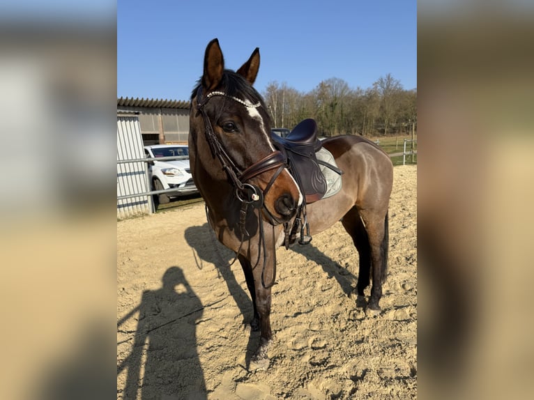Niemiecki kuc wierzchowy Wałach 10 lat 152 cm Gniada in Neuwied