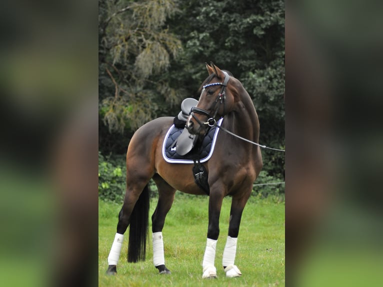 Niemiecki kuc wierzchowy Wałach 10 lat 152 cm Gniada in Neuwied