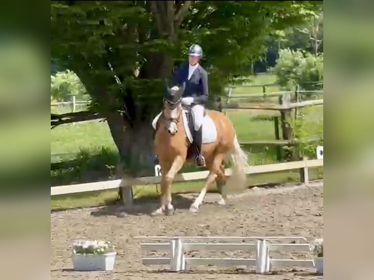 Niemiecki kuc wierzchowy Wałach 10 lat 155 cm Izabelowata in Balve