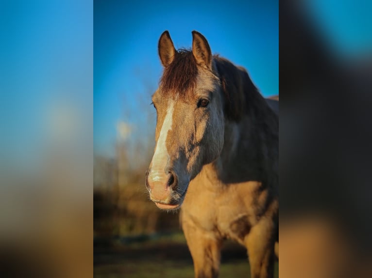 Niemiecki kuc wierzchowy Wałach 10 lat 156 cm Jelenia in SchubySchuby