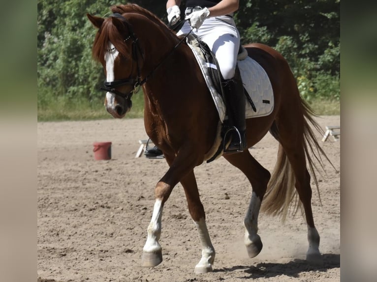 Niemiecki kuc wierzchowy Wałach 10 lat 158 cm Kasztanowata in Egelsbach