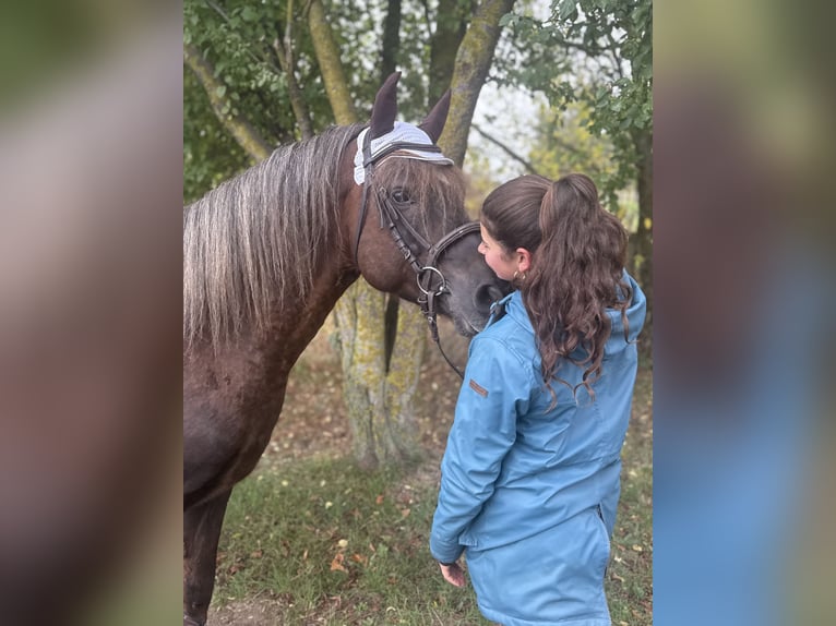 Niemiecki kuc wierzchowy Mix Wałach 10 lat Ciemnokasztanowata in Freyburg