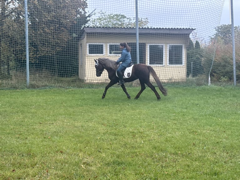 Niemiecki kuc wierzchowy Mix Wałach 10 lat Ciemnokasztanowata in Freyburg