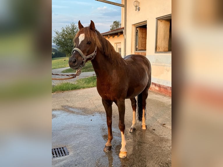 Niemiecki kuc wierzchowy Wałach 11 lat 135 cm Ciemnokasztanowata in Altusried