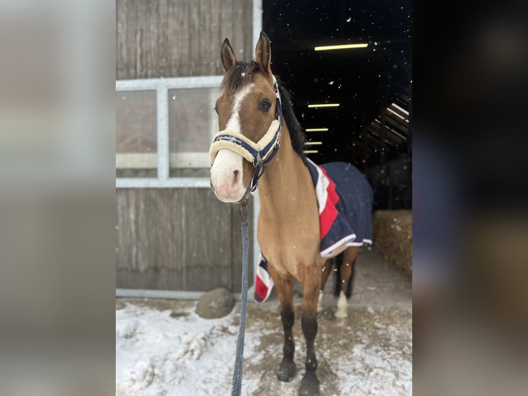 Niemiecki kuc wierzchowy Wałach 11 lat 145 cm Bułana in Dobersdorf