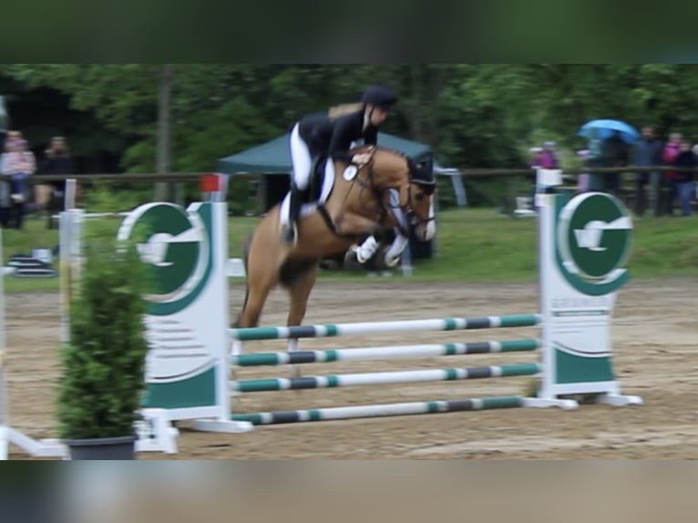 Niemiecki kuc wierzchowy Wałach 11 lat 145 cm Bułana in Dobersdorf