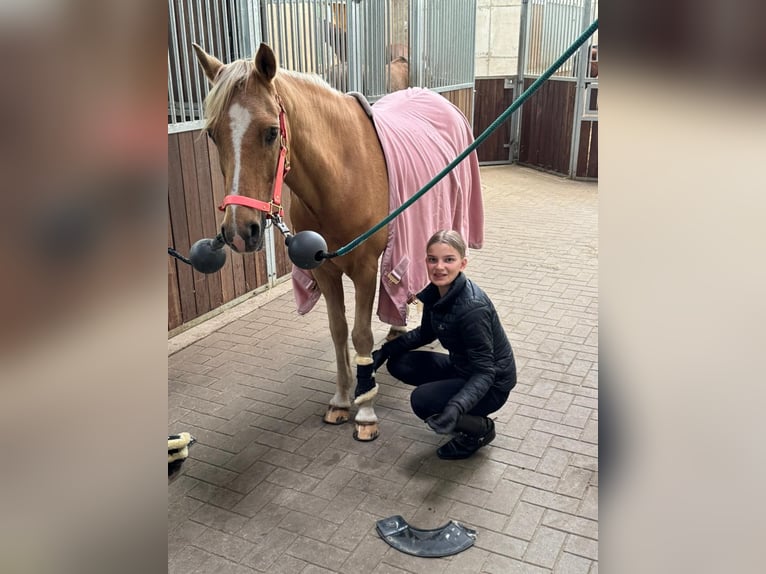 Niemiecki kuc wierzchowy Wałach 11 lat 145 cm Izabelowata in Ottersberg