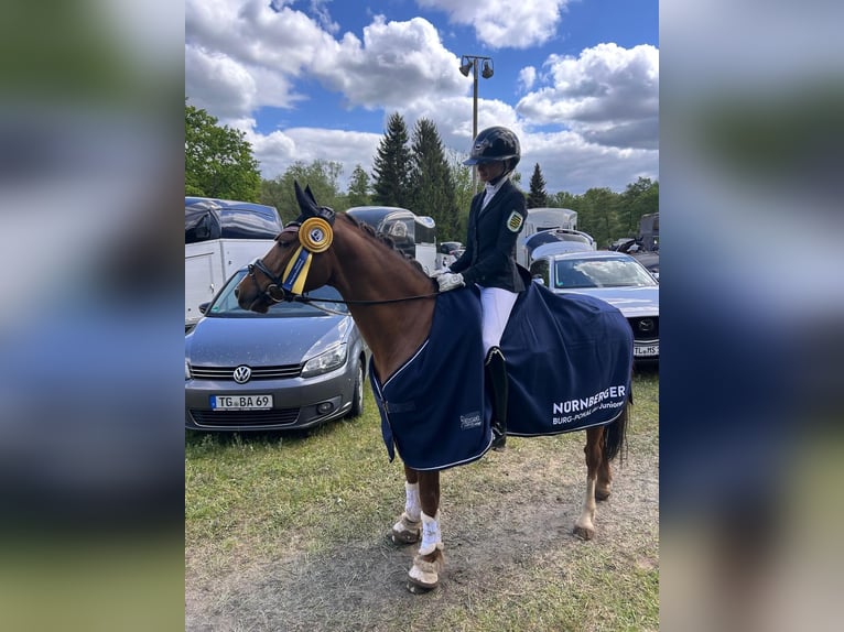 Niemiecki kuc wierzchowy Wałach 11 lat 146 cm Kasztanowata in Görlitz