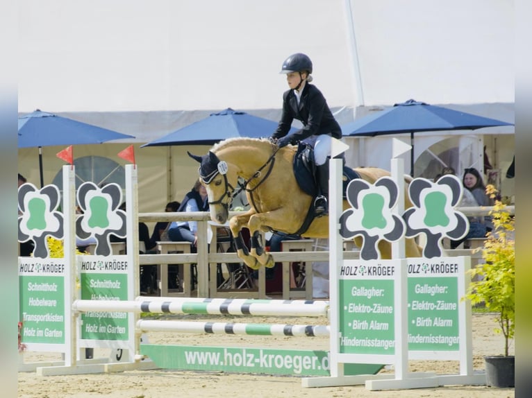 Niemiecki kuc wierzchowy Wałach 11 lat 147 cm Izabelowata in Warendorf