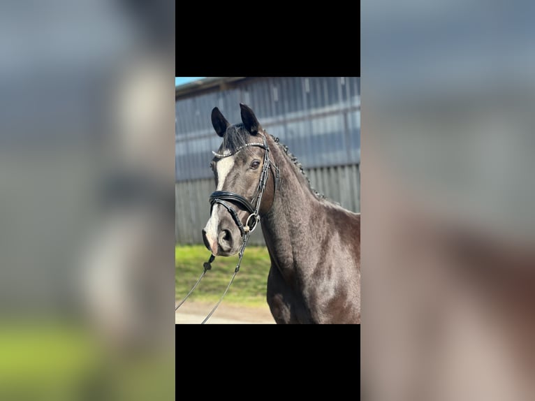 Niemiecki kuc wierzchowy Wałach 11 lat 148 cm Kara in Bersenbrück