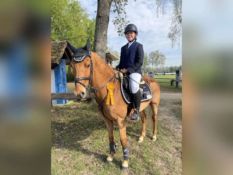 Niemiecki kuc wierzchowy Wałach 11 lat 148 cm Kasztanowata in Lauchringen