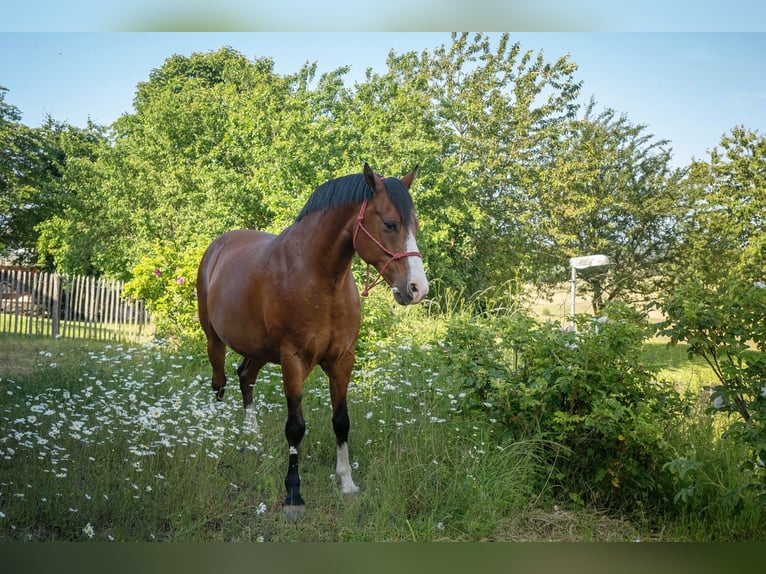Niemiecki kuc wierzchowy Wałach 11 lat 150 cm Gniada in Asbach (Westerwald)