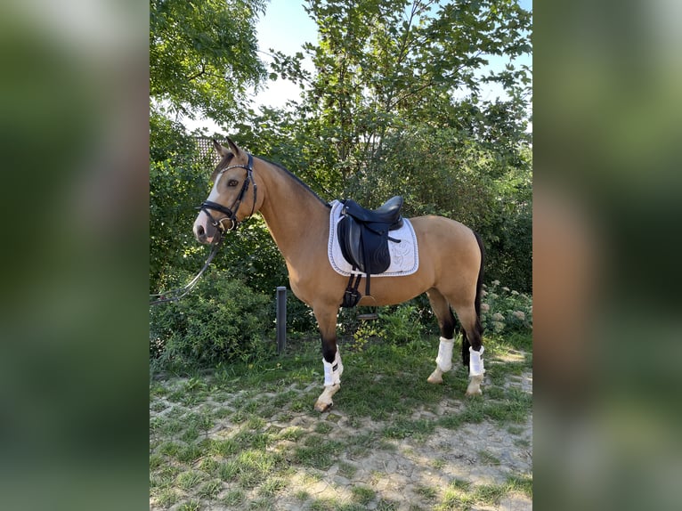 Niemiecki kuc wierzchowy Wałach 12 lat 140 cm Bułana in Heuchlingen