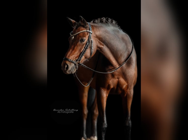 Niemiecki kuc wierzchowy Wałach 12 lat 140 cm Ciemnogniada in HerrenbergHerrenberg