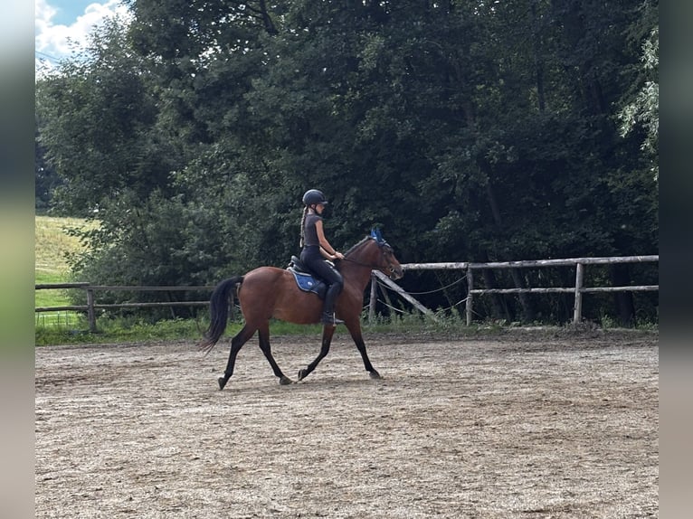Niemiecki kuc wierzchowy Mix Wałach 12 lat 140 cm Gniada in Pramet