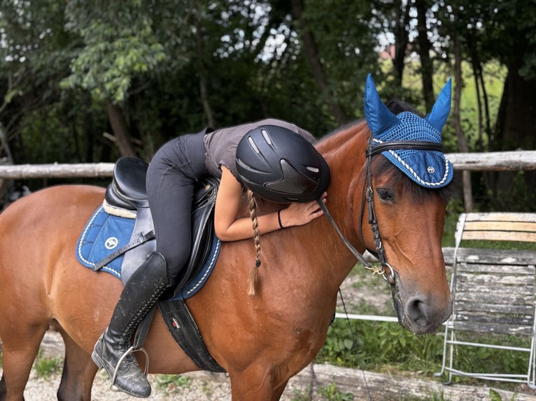 Niemiecki kuc wierzchowy Mix Wałach 12 lat 140 cm Gniada in Pramet
