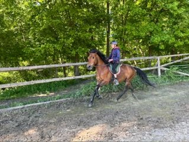 Niemiecki kuc wierzchowy Mix Wałach 12 lat 140 cm Gniada in Pramet