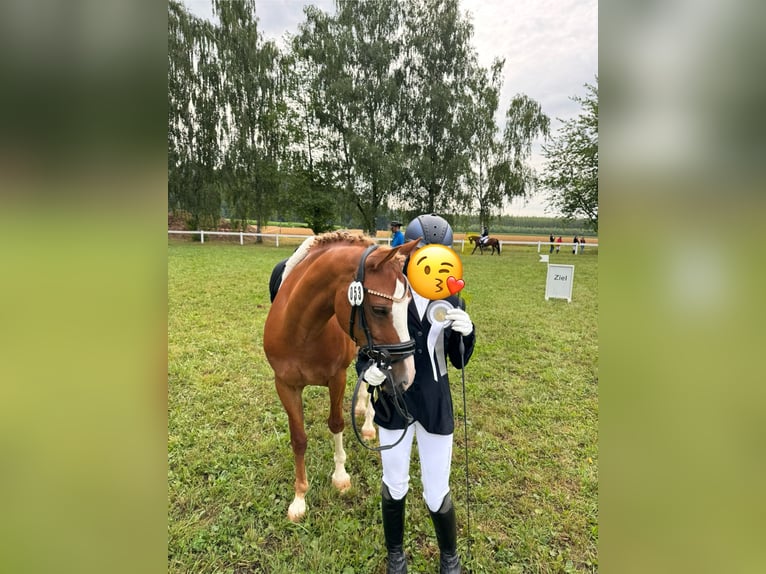 Niemiecki kuc wierzchowy Wałach 12 lat 143 cm Kasztanowata in Regensburg